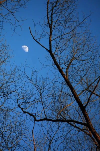 Moon among of tree branches — Stock Photo, Image