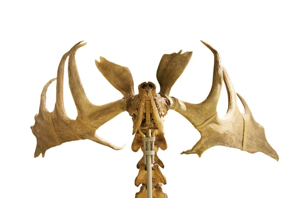 Skelet van fossiele herten — Stockfoto