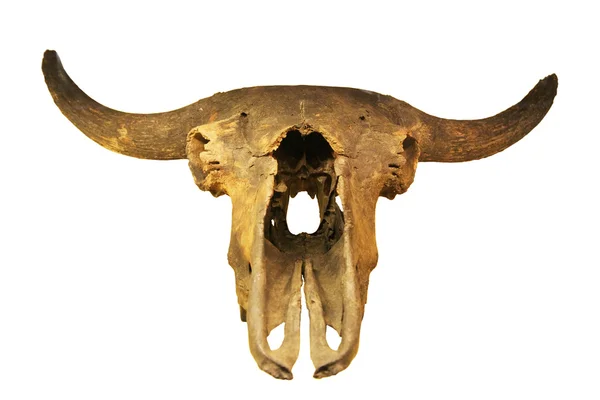 stock image Skeleton of fossil bull