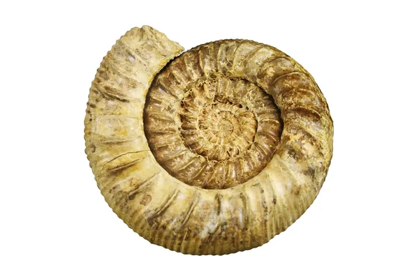 化石海贝壳 — 图库照片