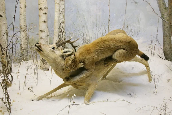 Lynx catching a deer — Stock Photo, Image