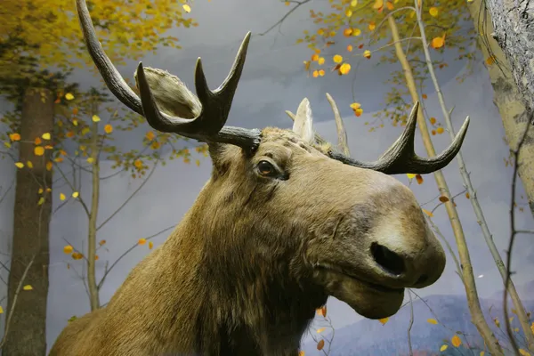 Close-up photo of elk head — Stock Photo, Image