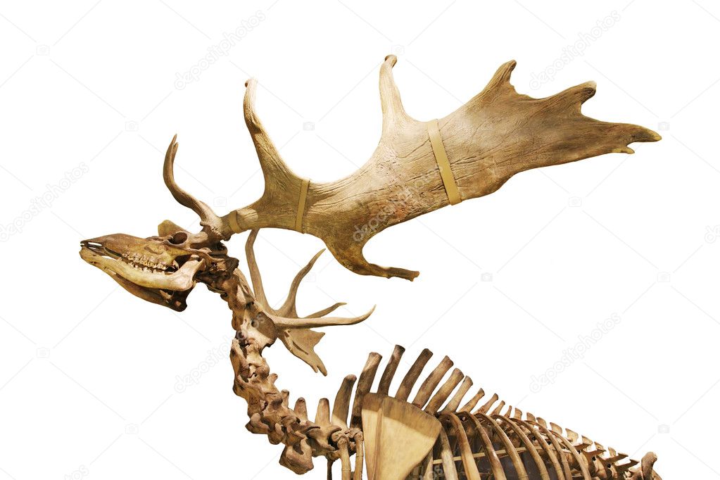 Skeleton Of Fossil Deer — Stock Photo © Auriso 1919746