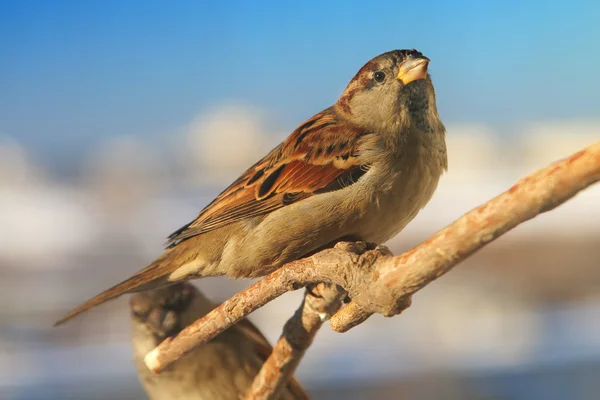 Sparrows on the branch — Stock Photo, Image