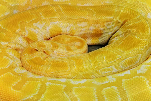 Gelbe Boa aufrollen — Stockfoto