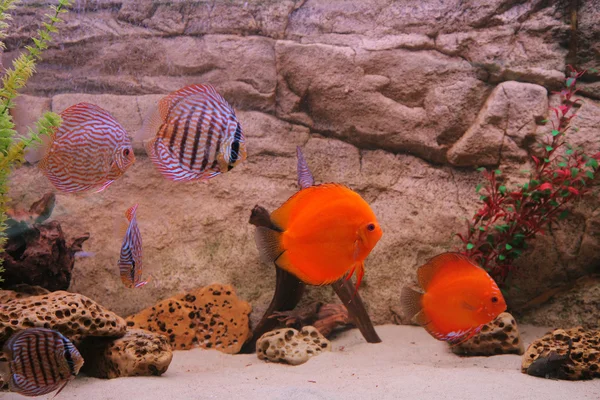 Disco de peces tropicales (Symphysodon ) — Foto de Stock