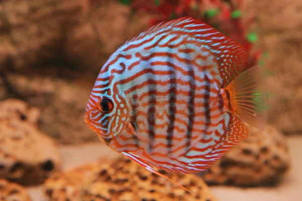 Tropical fish discus (Symphysodon) — Stock Photo, Image