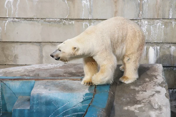 Bílý medvěd v zoo Royalty Free Stock Fotografie