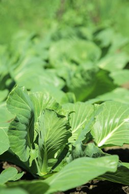 Field with young head of cabbage clipart