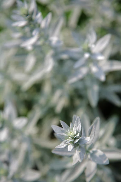 Stříbrný rostlina — Stock fotografie