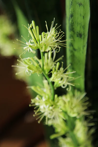 Blühende Sansevieria trifasciata — Stockfoto