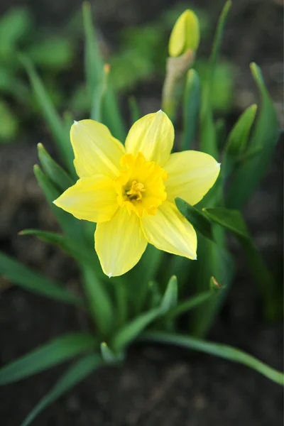 Blossoming daffodil — Stok fotoğraf
