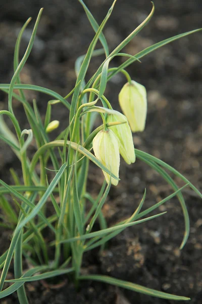 Narcisos en flor —  Fotos de Stock
