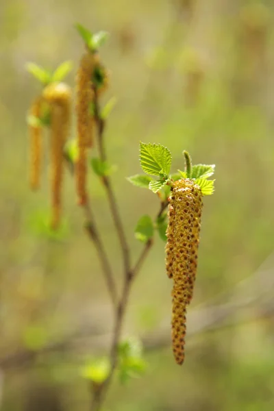 A tavaszi Birch bud — Stock Fotó