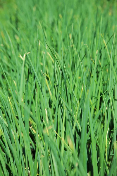 Grönt gräs clouse-up-syn — Stockfoto
