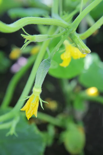 stock image Little cucumber with flower