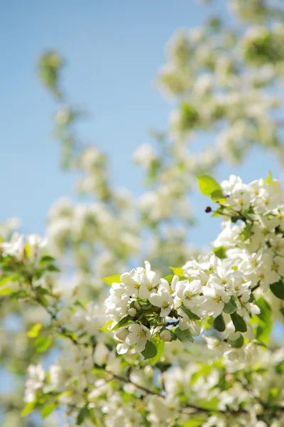 Flowered apple tree — Stock Photo, Image