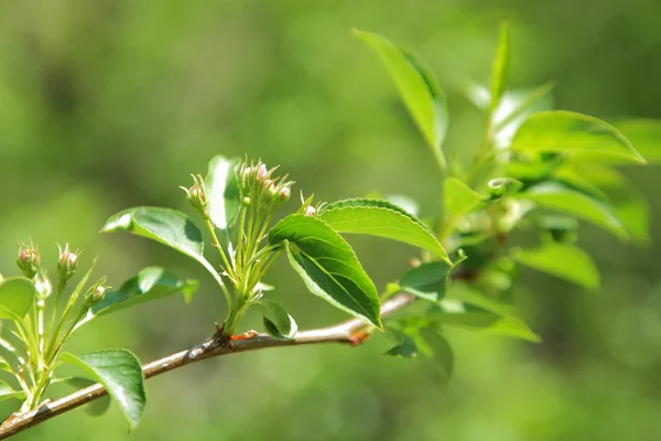 stock image Green leaves of apple tree