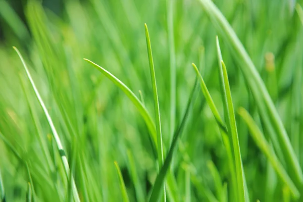 Zelené trávě těsných up pohled — Stock fotografie