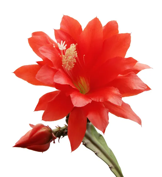 stock image Isolated blooming Orchid cactus