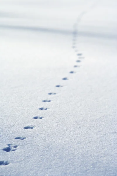 Bird traces on a snow — Stock Photo, Image