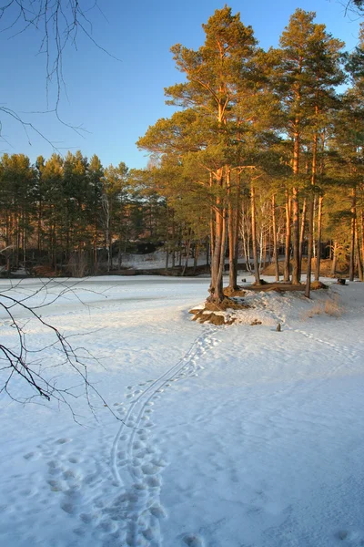 겨울 풍경 — 스톡 사진
