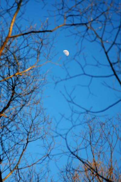 Moon among of tree branches