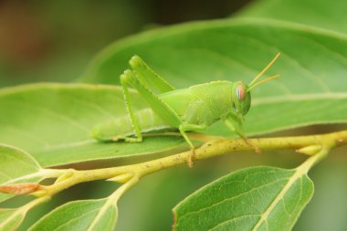 Green grasshopper clipart