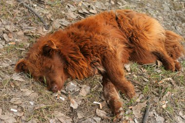 Uyuyan evsiz köpek