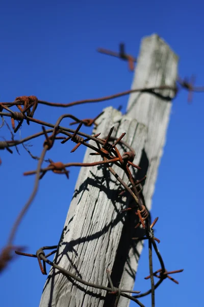 Taggtråd — Stockfoto