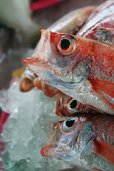 Stock image Emerald fresh ocean fish