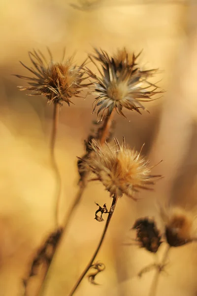 枯れた植物 — ストック写真