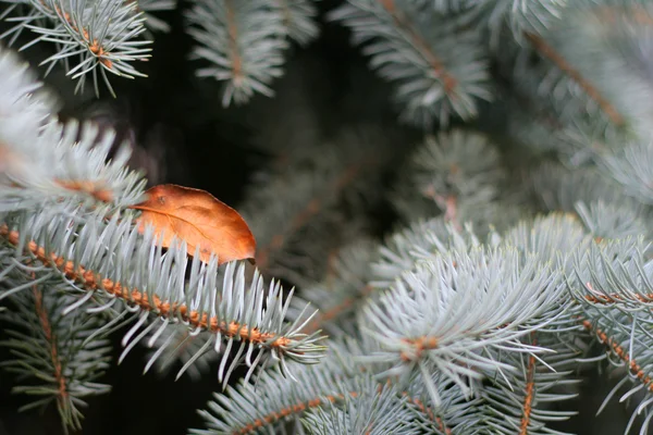 Fir-tree with autumnal leaf — Stock Photo, Image