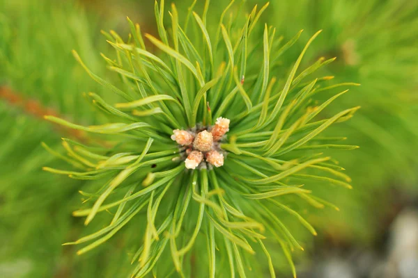 Branch of pine tree — Stock Photo, Image