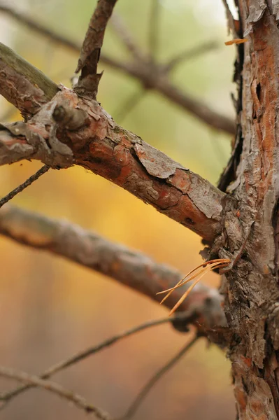 stock image Branch of pine tree