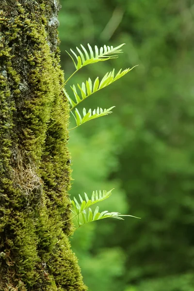 Nurseling fern leaves — Stock Photo, Image