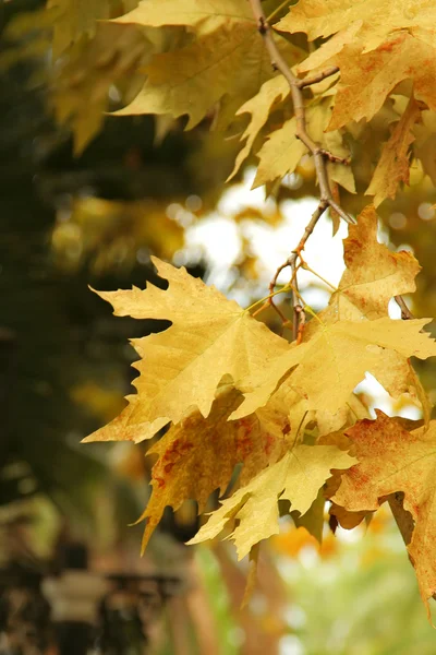 Φθινόπωρο υποκατάστημα σφενδάμνου με κίτρινα φύλλα — Φωτογραφία Αρχείου