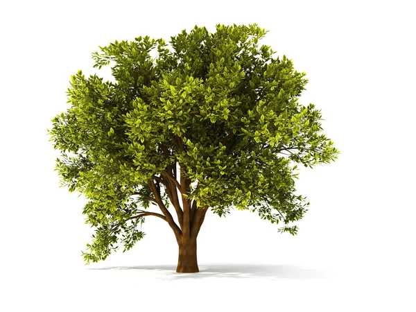 3D καλοκαίρι δέντρο — Φωτογραφία Αρχείου