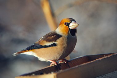 birdfeeder üzerinde tünemiş kocabaş