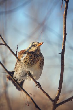 fieldfare bir dal üzerinde tünemiş