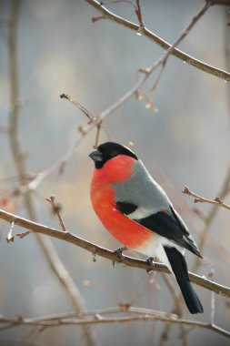 Bullfinch perched on a branch clipart