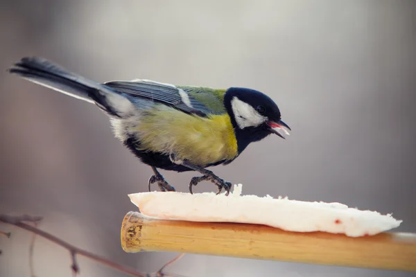 Tomtit eating fat on a birdfeeder — Stock Photo, Image