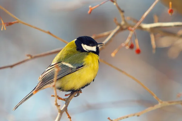 Tomtit perched on a branch — Stock Photo, Image