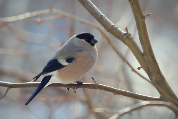 Bullfinch perched on a branch — Stock Photo, Image