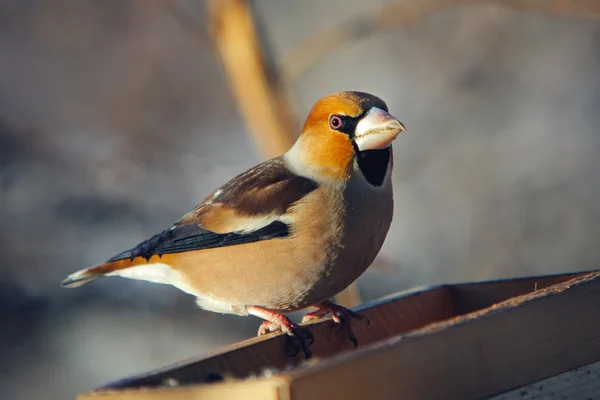 Grosbeak appollaiato su un mangiatoia per uccelli — Foto Stock