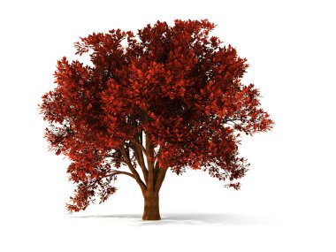 3d autumnal tree clipart