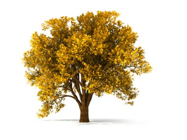 3d autumnal tree clipart