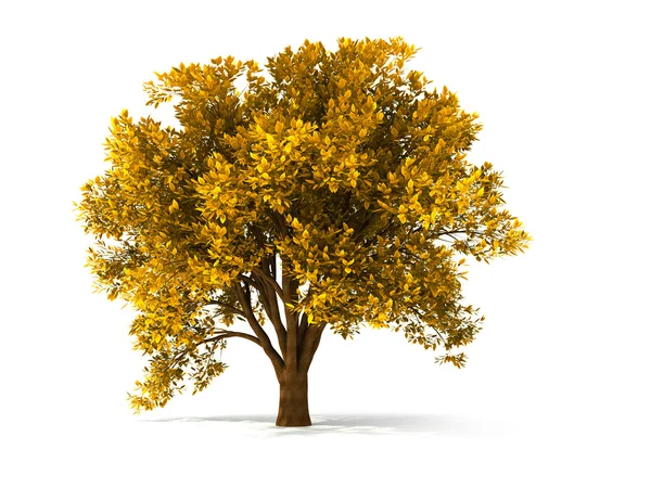 3D φθινοπωρινό δέντρο — Φωτογραφία Αρχείου