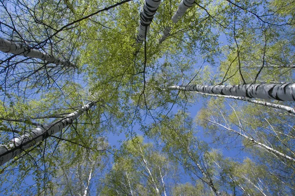 stock image Forest