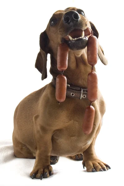 Salsicha de cão — Fotografia de Stock